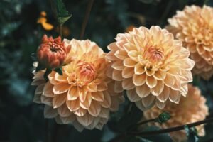 Close-up of vibrant yellow dahlias, showcasing their intricate petal patterns against a blurred background.